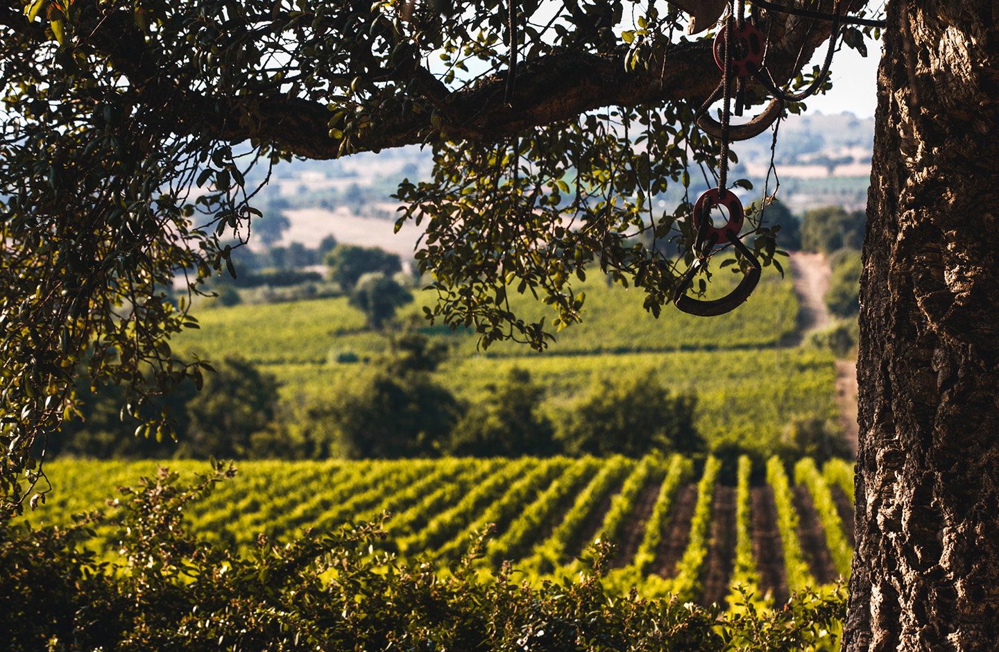 Vigneti della Maremma toscana visti attraverso rami di quercia, paesaggio rurale d’estate.
