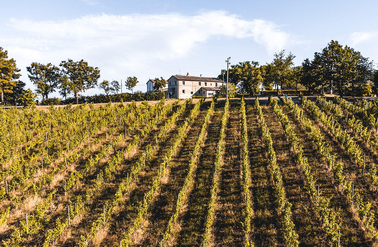 Filari di vigneti del Rosso Piceno DOC sulle colline marchigiane