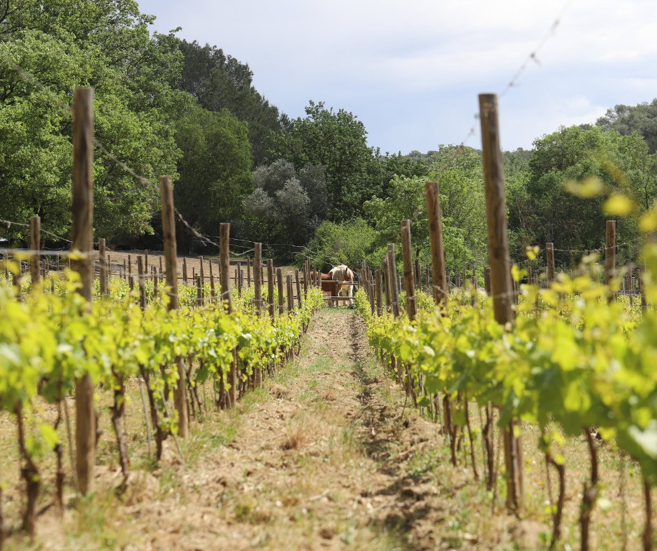 Vigneti della Côtes de Provence con cavalli tra i filari