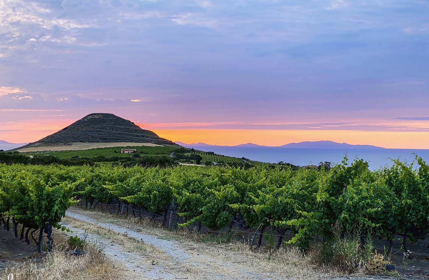 Vigneti di Cannonau con panorama sardo al tramonto