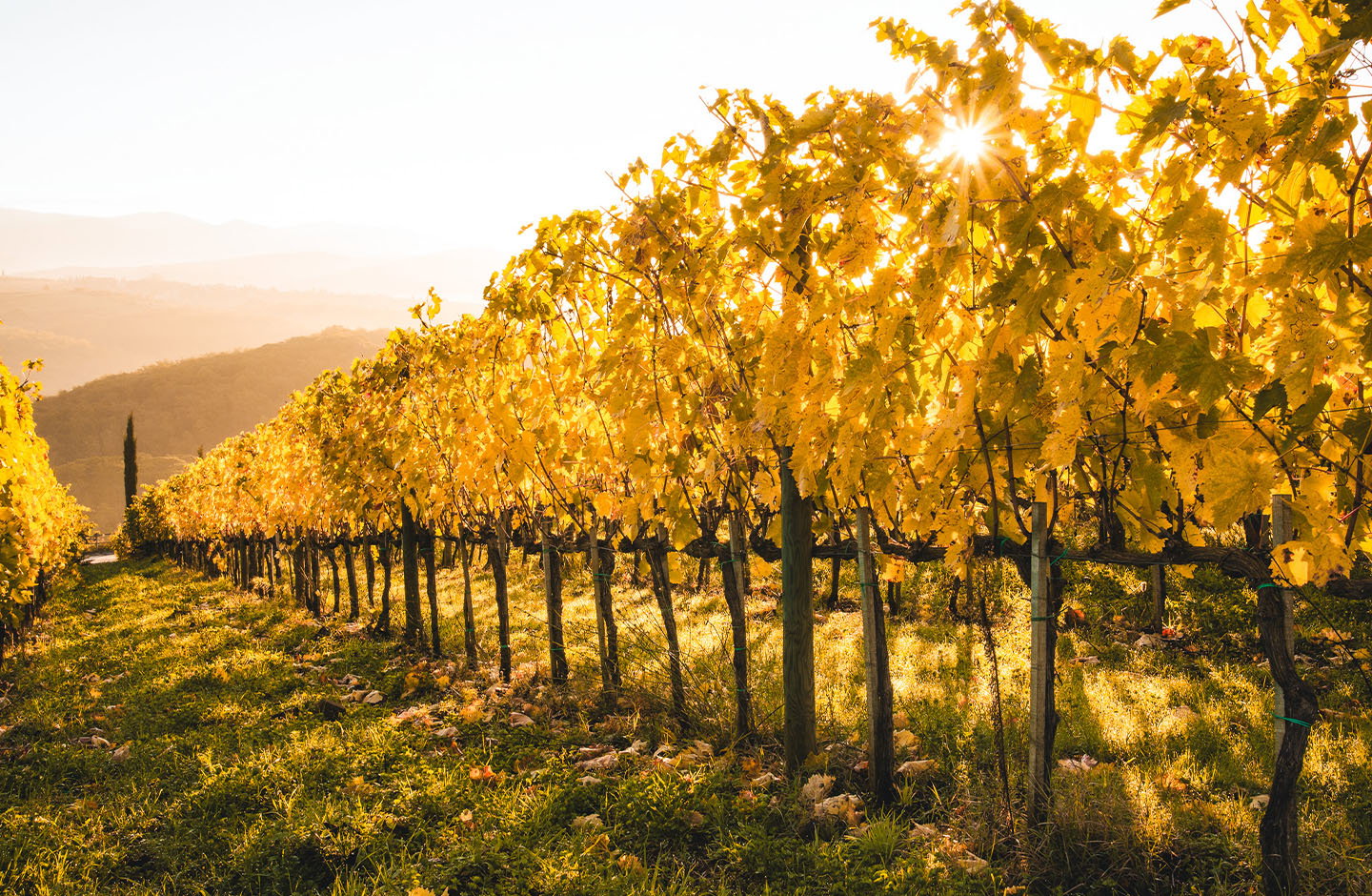 Vigneti emiliani in autunno con foglie dorate