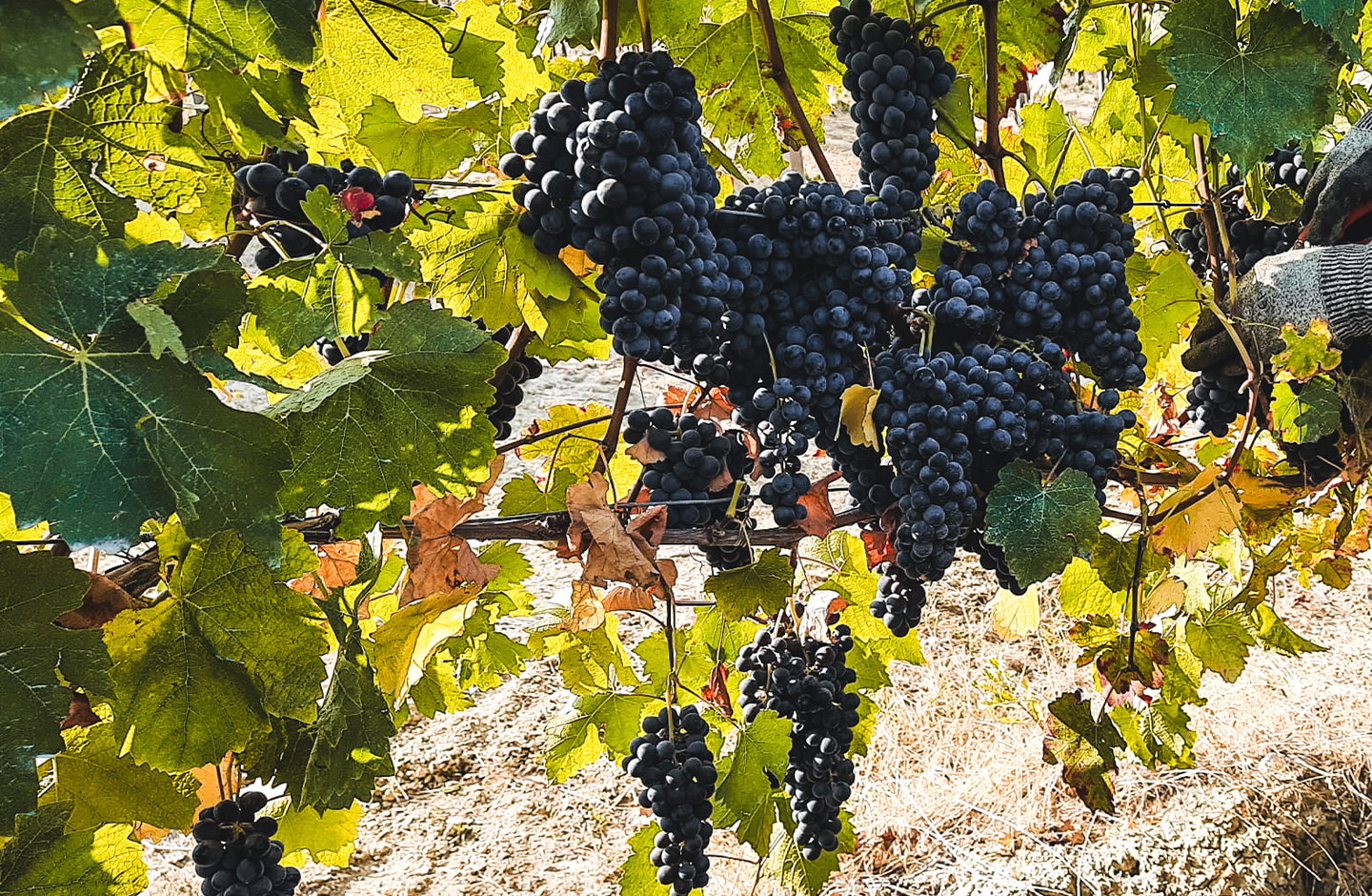 Antica Cascina San Rocco