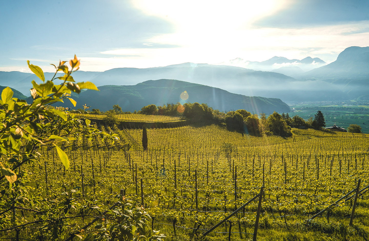 Vigneti di Gewürztraminer in Alto Adige, panorama montano